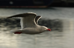 Dolphin gull